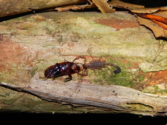 Lychas mucronatus