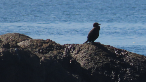 iNaturalist image