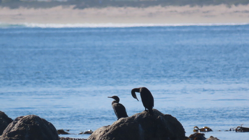 iNaturalist: (c) deb, some rights reserved (CC BY-NC), uploaded by deb iNaturalist image