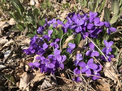 Viola hirta