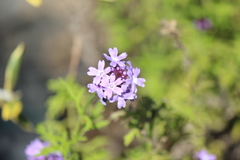 Glandularia lilacina