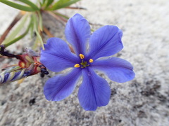 Aristea glauca
