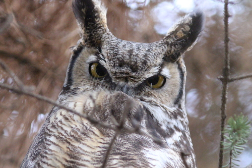 Great Horned Owl photographed in Colorado