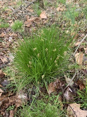 Carex bromoides
