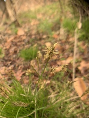 Carex bromoides
