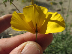 Eschscholzia androuxii