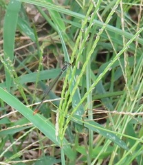 Agriocnemis gratiosa