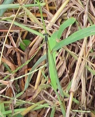 Agriocnemis gratiosa