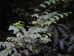 Pseudophyllanthus ovalis