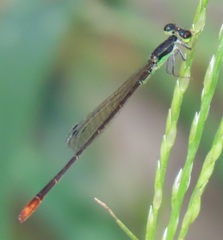 Agriocnemis gratiosa