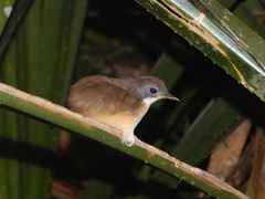 Pellorneum malaccense