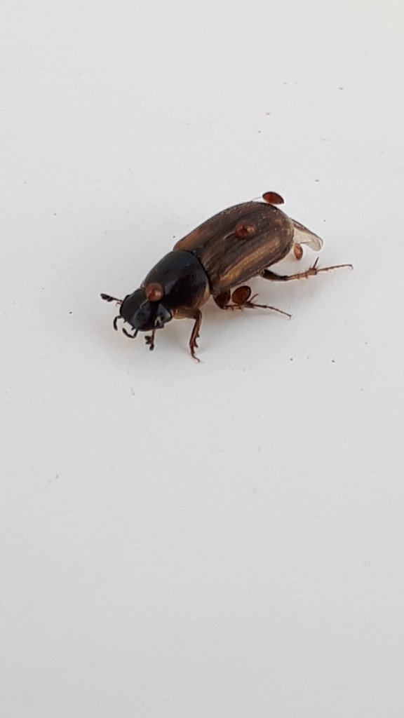 Uropoda orbicularis