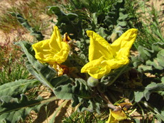 Oenothera primiveris bufonis