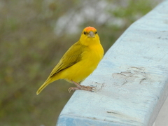 Sicalis columbiana