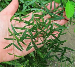 Secamone filiformis
