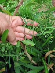 Secamone filiformis