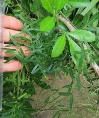 Secamone filiformis