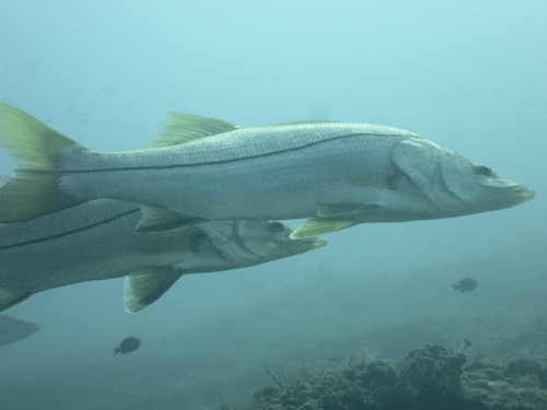 Common Snook