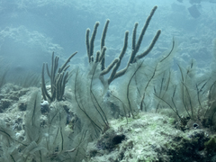 Gymnangium longicauda