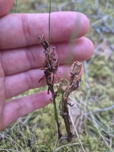 pinesap