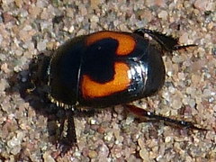 Spilodiscus arcuatus