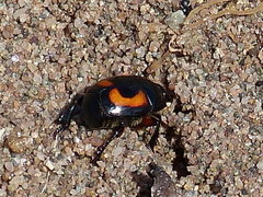 Spilodiscus arcuatus
