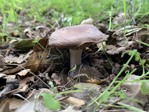 iNaturalist observation photo of Bleachy Entoloma