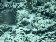 Chaetodon sedentarius