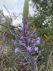 Scilla hyacinthoides