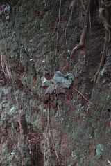 Streptocarpus confusus confusus