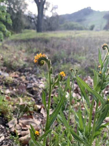 iNaturalist observation photo of Common Fiddleneck