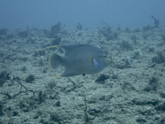 Holacanthus bermudensis