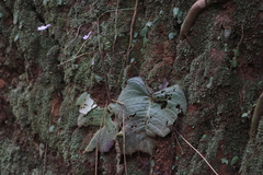 Streptocarpus confusus confusus