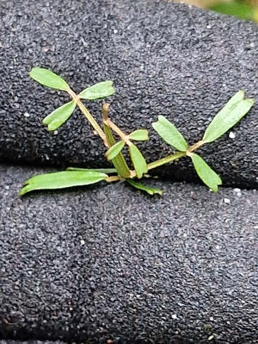 Carmichaelia arborea, photograph 4