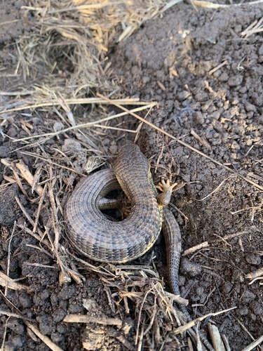 iNaturalist observation photo of California Alligator Lizard