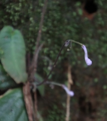 Streptocarpus confusus confusus