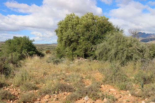 Searsia lancea