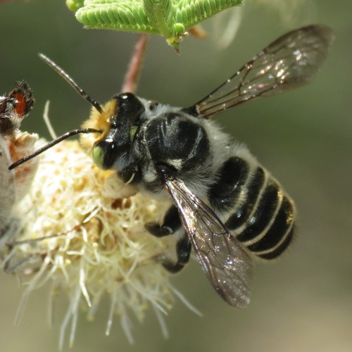 Megachile sidalceae