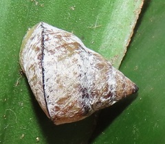 Cerastidae