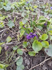Viola odorata