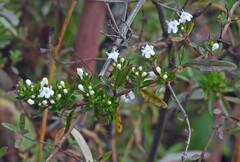 author not stated, no rights reserved Clinopodium bolivianum, photograph author not stated, no rights reserved