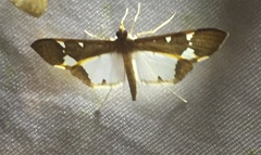 Tipuliforma triangulalis