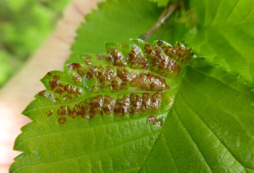 Eriosoma flavum