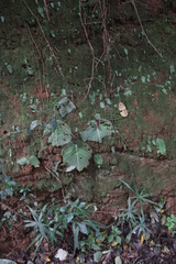 Streptocarpus confusus confusus