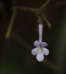 Streptocarpus confusus confusus