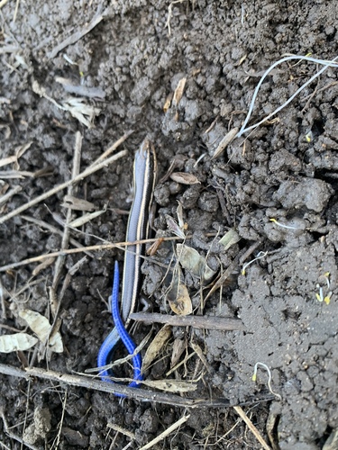 iNaturalist observation photo of Western Skink