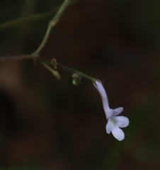Streptocarpus confusus confusus