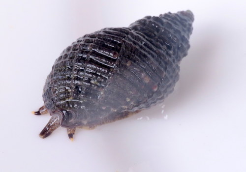 Neothais harpa