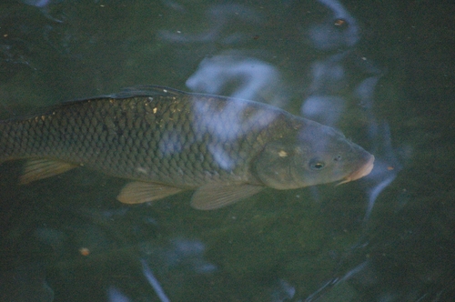 Cyprinus carpio