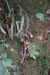 Streptocarpus confusus confusus